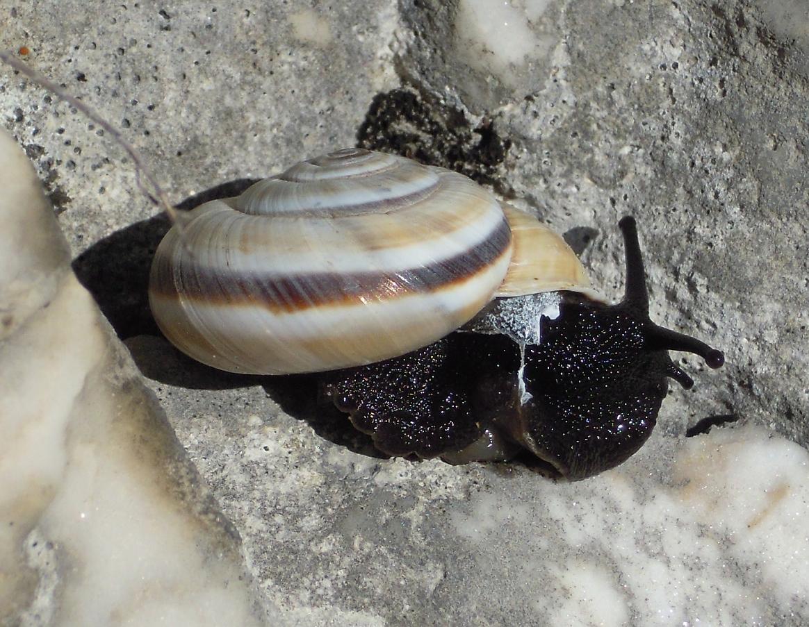 Chilostoma cingulatum apuanum - variabilit